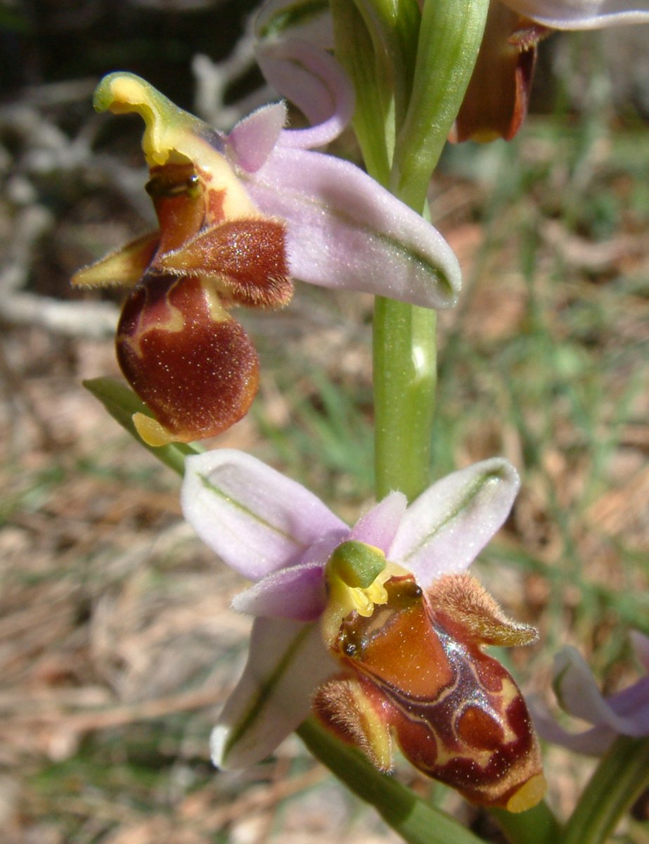 Ultime orchidee per quest''anno - Dalla Grecia con passione